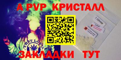 стафф Кингисепп