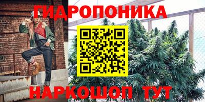 стафф Кингисепп